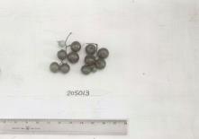 Click for 1 image(s) for this accession. FRUIT